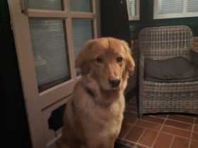 Aktiver junger Hovawartrüde sucht ein geeignetes zu Hause