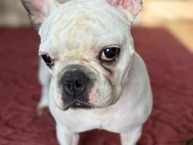 Lulu in 37235 Hessisch Lichtenau sucht ihr Für-immer-Zuhause