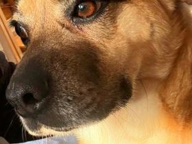 Ebba auf Pflegestelle in 99441 Magdala sucht ihr Für-immer-Zuhause