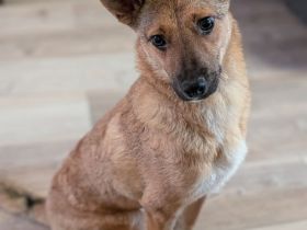 Siri auf Pflegestelle in 22115 Hamburg sucht ihr Für-immer-Zuhause