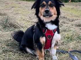 Sunny in 07749 Jena sucht ihr Für-immer-Zuhause