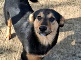 Missy sucht ihr Für-immer-Zuhause