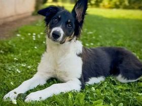 Molly in 31535 Neustadt sucht ihr Für-immer-Zuhause