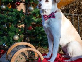 Snowy in 16767 Leegebruch sucht ihr Für-immer-Zuhause