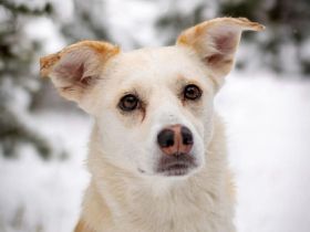 Snowy in 16767 Leegebruch sucht ihr Für-immer-Zuhause