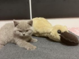 Bkh  Kitten mit Stammbaum geimpft