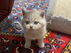 Bkh  Kitten mit Stammbaum geimpft