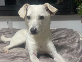 Nika auf Pflegestelle in 22305 Hamburg sucht ihr Für-immer-Zuhause