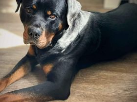 Spike in 49477 Ibbenbüren sucht sein Für-immer-Zuhause