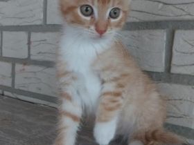 BKH-MaineCoon-Mix Katerchen