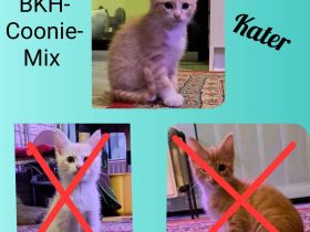 BKH-MaineCoon-Mix Kitten