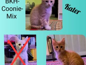 BKH-MaineCoon-Mix Kitten