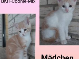 BKH-MaineCoon-Mix Kitten