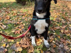 Till ein Labbymix kinderlieb und freundlich