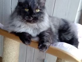 Kurilian Bobtail Katze Kater