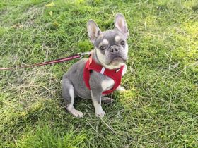Französische Bulldogge sucht ein Zuhause