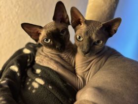 2 Canadian Don Sphynx 1 Kater und 1 Katze (Geschwister)