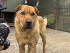 Wer schenkt Sven ein liebevolles Zuhause?