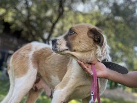 Verliebst du dich in die tolle Annie?