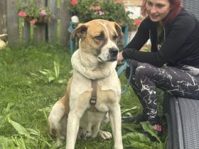 Verliebst du dich in die tolle Annie?