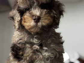 Extrem seltenes Toypudel-Mädchen – Chocolate Merle Phantom – nur für besondere Familien