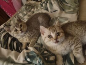Britisch Kurzhaar Bkh kitten