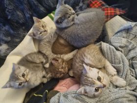 Britisch Kurzhaar Bkh kitten