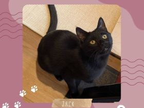 Kater Jack sucht ganz dringend ein neues Zuhause