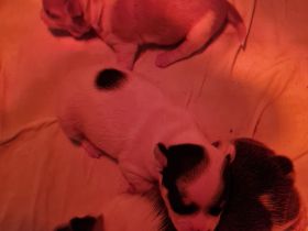 Süsse Chihuahua Welpen suchen ihr für immer Zuhause