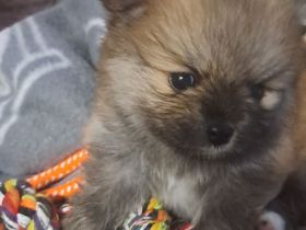 Zwergspitz pomeranian Welpen mini