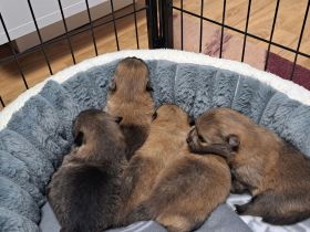 Zwergspitz pomeranian Welpen mini