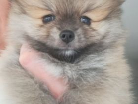 Zwergspitz pomeranian Welpen mini