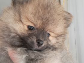 Zwergspitz pomeranian Welpen mini