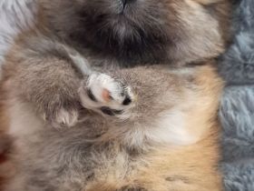 Zwergspitz pomeranian Welpen mini