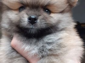 Zwergspitz pomeranian Welpen mini