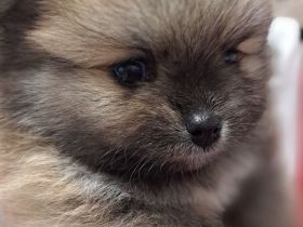 Zwergspitz pomeranian Welpen mini