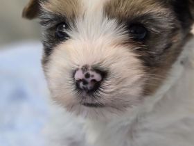 Yorkshire Terrier Welpen