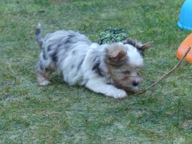 Yorkshire Terrier Welpen