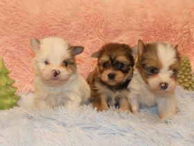 Yorkshire Terrier Welpen