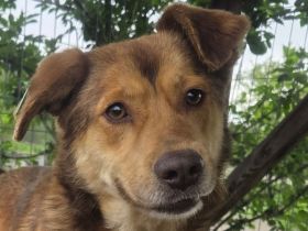 Cody, freundliches, sportliches, aktives  Energiebündel, das Spaß am Leben hat, 3,5 J, 48 cm