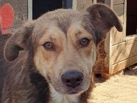 Cody, freundliches, sportliches, aktives  Energiebündel, das Spaß am Leben hat, 3 J, 45 cm