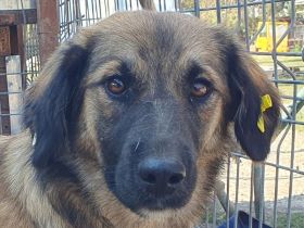 Kiki, junge, freundliche, feinfühlige Hündin sucht ruhiges, liebevolles Zuhause, 1,5 J, 50 cm