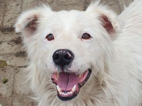 Sirius, fröhlicher, lebhafter Hundebub - ein richtiges Gute-Laune-Paket, 2 J, 41 cm