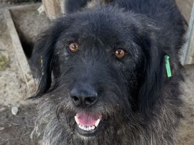 Tosca, freundlicher, neugieriger, gut gelaunter, kleiner schwarzer Wuschel, 3.5 J, 54 cm