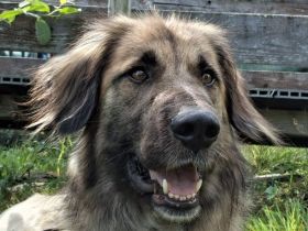 Truffles, großer, sanfter, Herdi-untypischer :-) Herdi-Mix sucht Freunde fürs Leben, 6J, 58 cm