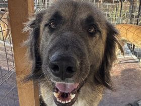 Truffles, großer, sanfter Herdi-Mix sucht einen treuen Freund fürs Leben, 3-4J, 59 cm