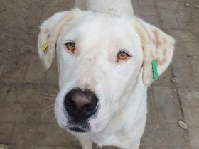 Willy, liebevoller Rüde sucht ein Zuhause, in dem er endlich zur Ruhe kommen darf, 3J, 57 cm