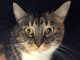 Rubia, 6-jährige hübsche, sanfte Katzendame, die Zeit und einfühlsame Menschen zum Aufblühen sucht