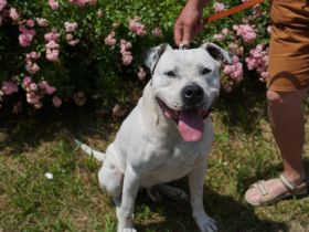 Lavendel sucht ein Zuhause außerhalb von Deutschland