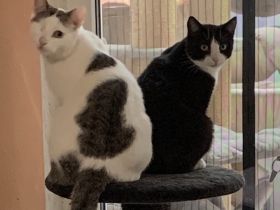 2 Kater suchen ein liebevolles gemeinsames Zuhause in Wohnungshaltung